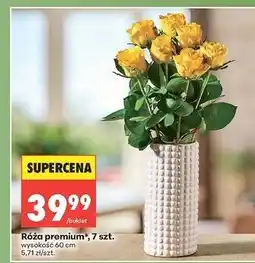 Biedronka Róże 60 cm oferta