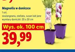 Lidl Magnolia w doniczce stellata wys. ok. 100cm oferta