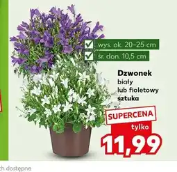 Kaufland Dzwonek biały wys. ok. 20-25cm śr. don. 10,5cm oferta