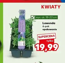 Kaufland Lawenda 6-pak wys. ok. 18-22cm oferta