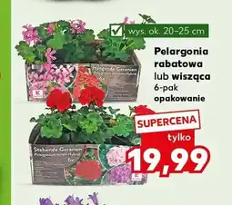 Kaufland Pelargonia wisząca 6-pak wys. ok. 20-25cm oferta