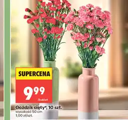 Biedronka Goździk cięty oferta