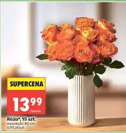 Biedronka Róża oferta