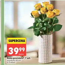 Biedronka Róża premium oferta