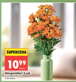 Biedronka Margaretka oferta