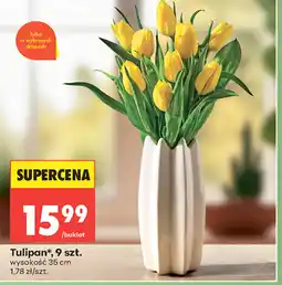 Biedronka Tulipan oferta