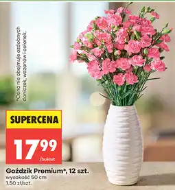 Biedronka Goździk Premium oferta