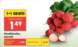 Biedronka Rzodkiewka oferta