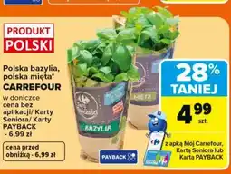 Carrefour Polska bazylia, polska mięta w doniczce oferta