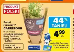 Carrefour Polski rozmaryn w doniczce oferta