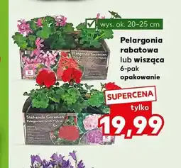 Kaufland Pelargonia rabatowa 6-pak wys. ok. 20-25cm oferta
