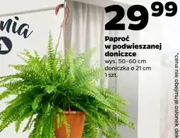 Netto Paproć w podwieszanej doniczce oferta