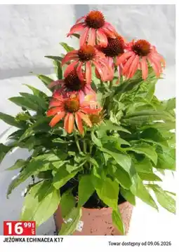 Merkury Market Jeżówka Echinacea K17 oferta