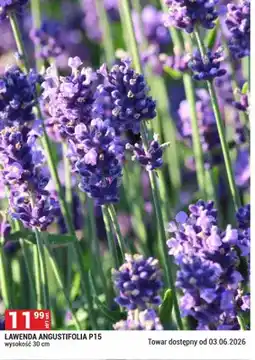 Merkury Market Lawenda Angustifolia P15 oferta