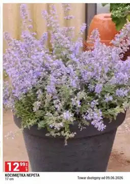Merkury Market Kocimiętka Nepeta oferta