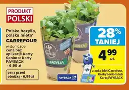 Carrefour Bazylia w doniczce polska Carrefour oferta