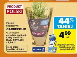 Carrefour Rozmaryn w doniczce polski Carrefour oferta