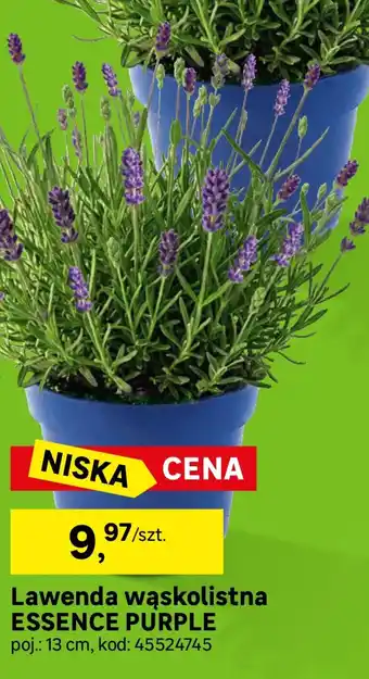 Lawenda wąskolistna essence purple