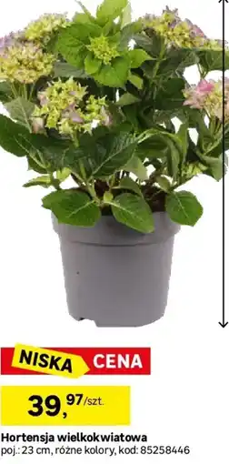 Leroy Merlin Hortensja wielkokwiatowa oferta