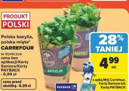 Carrefour Polska bazylia, polska mięta Carrefour w doniczce oferta
