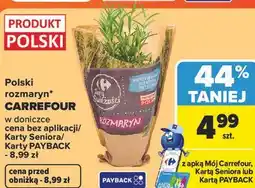 Carrefour Polski rozmaryn Carrefour w doniczce oferta