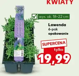 Kaufland Lawenda Ok oferta