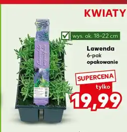 Kaufland Lawenda oferta