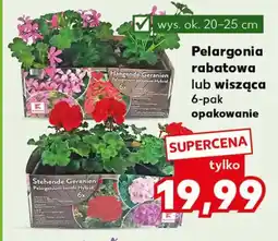 Kaufland Pelargonia rabatowa lub wisząca oferta