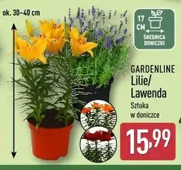 ALDI GARDENLINE Lilie/Lawenda oferta