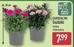 ALDI GARDENLINE Goździki oferta