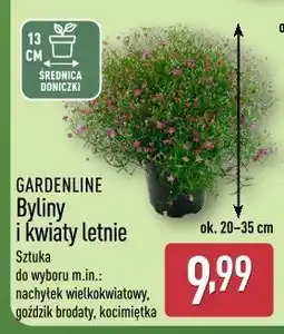 ALDI GARDENLINE Byliny i kwiaty letnie oferta