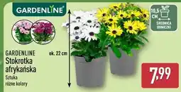 ALDI GARDENLINE Stokrotka afrykańska oferta