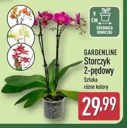 ALDI GARDENLINE Storczyk 2-pędowy oferta
