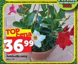 Topaz Sundaville zwisy oferta