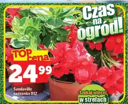 Topaz Sundaville sadzonka D12 oferta