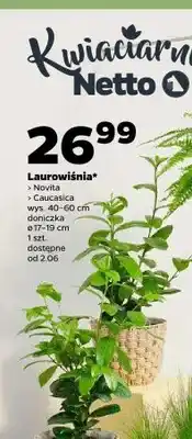 Netto Laurowiśnia Novita wys. 40-60cm doniczka ø 17-19cm oferta