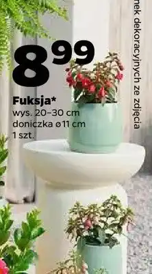 Netto Fuksja wys. 20-30cm doniczka ø 11cm oferta