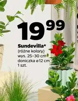 Netto Sundevilla wys. 25-30cm doniczka ø 12cm oferta