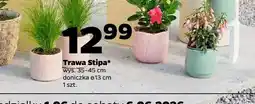 Netto Trawa Stipa wys. 35-45cm doniczka ø 13cm oferta