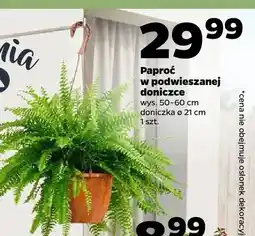 Netto Paproć w podwieszanej doniczce wys. 50-60cm doniczka ø 21cm oferta
