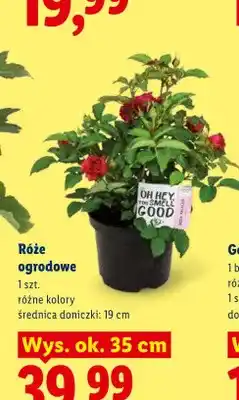 Lidl Róże ogrodowe oferta