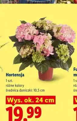 Lidl Hortensja oferta