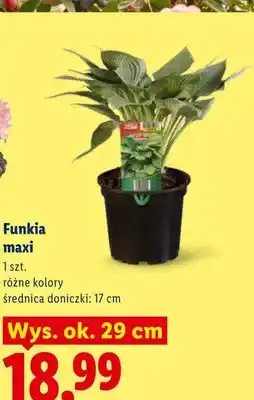 Lidl Funkia maxi oferta