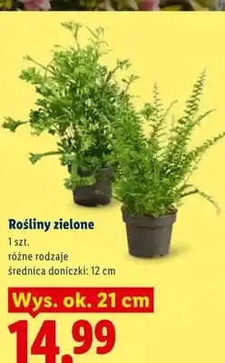 Lidl Rośliny zielone oferta