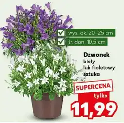 Kaufland Dzwonek biały lub fioletowy sztuka oferta