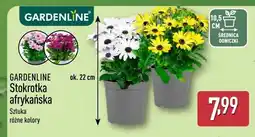 ALDI Stokrotka afrykańska GARDENLINE oferta