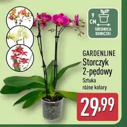 ALDI Storczyk 2-pędowy GARDENLINE oferta