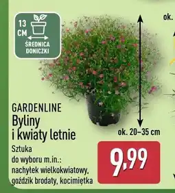 ALDI Byliny i kwiaty letnie GARDENLINE oferta
