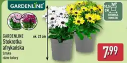 ALDI Gardenline Stokrotka afrykańska oferta