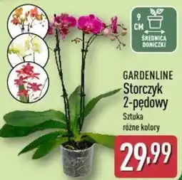 ALDI Gardenline Storczyk 2-pędowy oferta